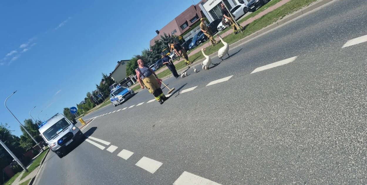 Zdjęcie