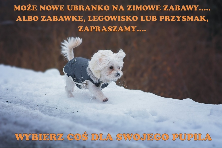 Prezenty dla MIŁOŚNIKÓW ZWIERZĄT. Pomysły na upominki dla NASZYCH UKOCHANYCH PUPILI