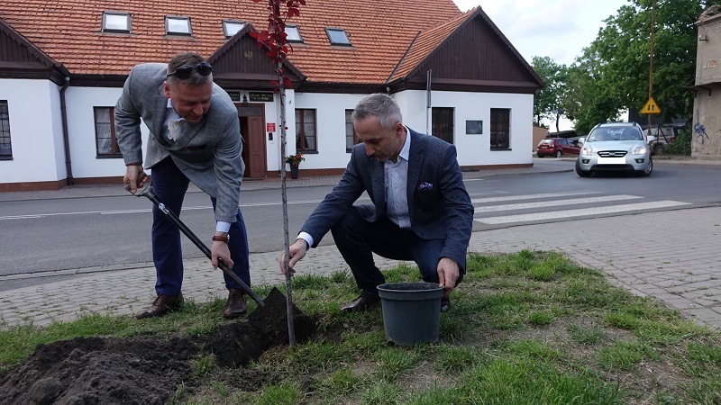 Posadzili śliwę purpurową o imieniu „Zofia”
