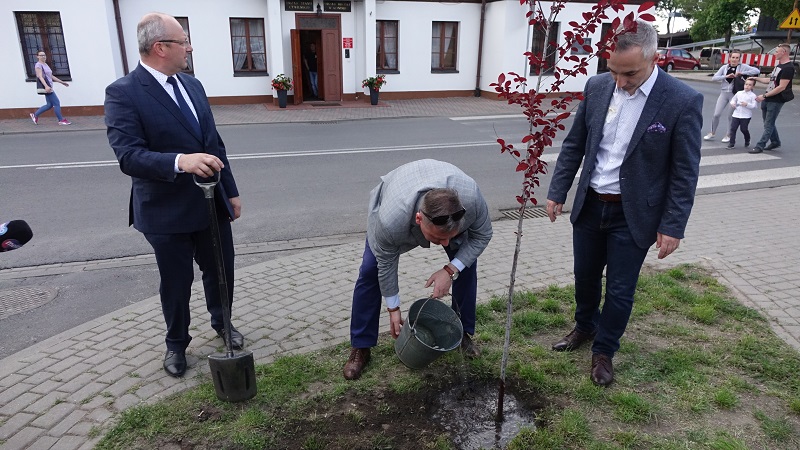 Posadzili śliwę purpurową o imieniu „Zofia”