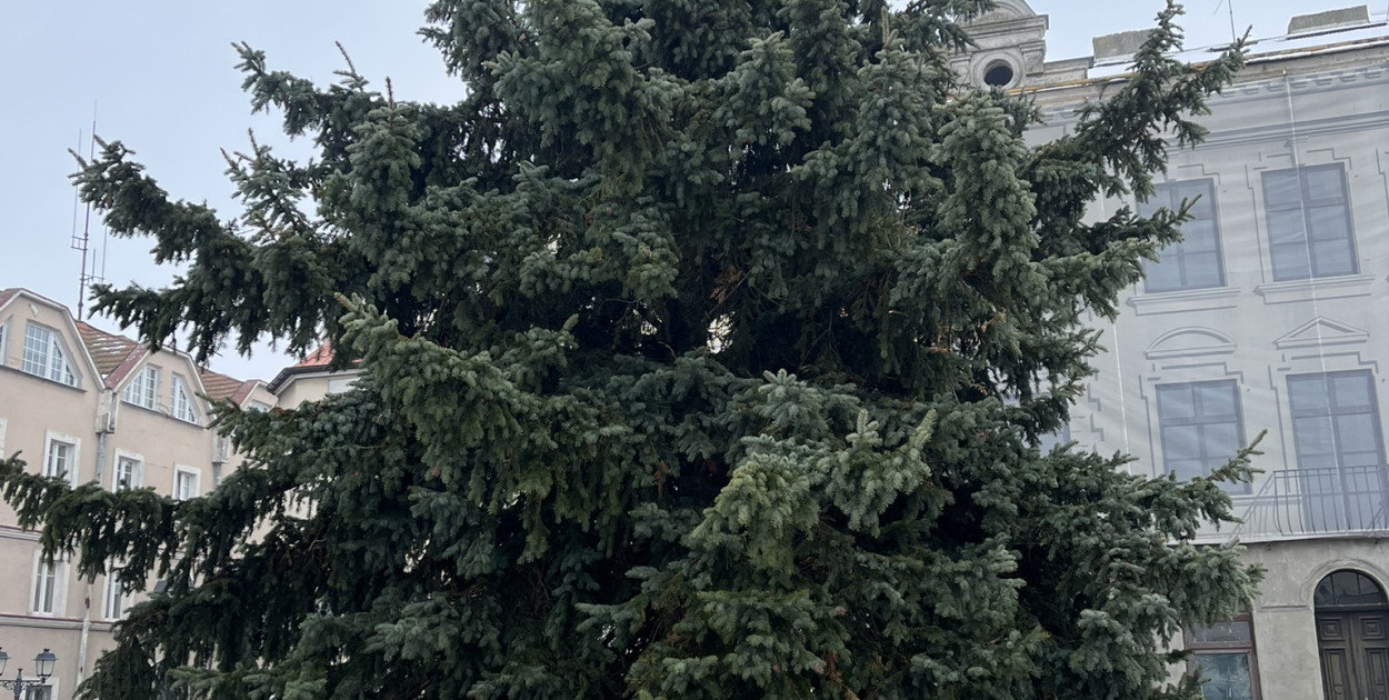 Choinka na Placu Wolności