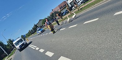 To była eskorta! Zabezpieczali przemarsz rodziny łabędzi