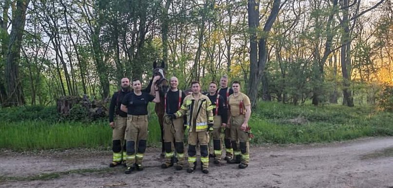 Dramatyczna akcja ratunkowa. Koń uwięziony w bagnie