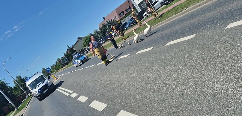 To była eskorta! Zabezpieczali przemarsz rodziny łabędzi